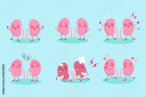 cute cartoon kidney