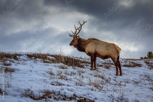 Bull elk in a Yellowstone winter