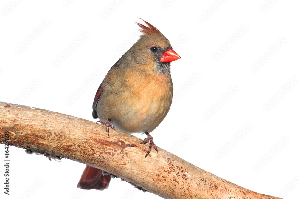 Northern Cardinal On White Northern Cardinal On White