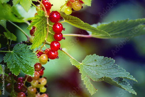 Ripening redcurrant in my summer garden. Selective focus