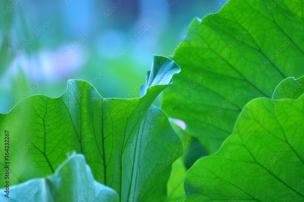 Fototapeta premium close up of lotus leaves
