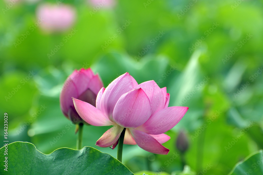 pink lotus flower