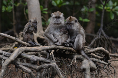 mangrove monkey © MohdAzhariBin