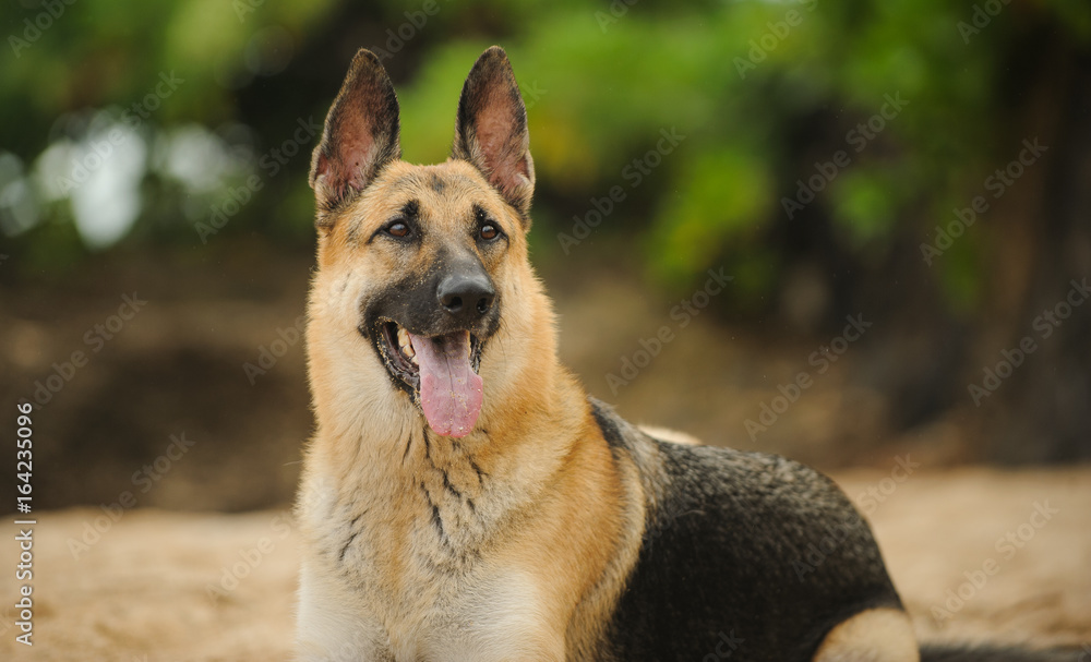 Fototapeta premium German Shepherd dog portrait on beach