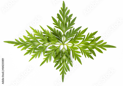 Beautiful fresh green leaf isolate on white background  for banner background  natural concept
