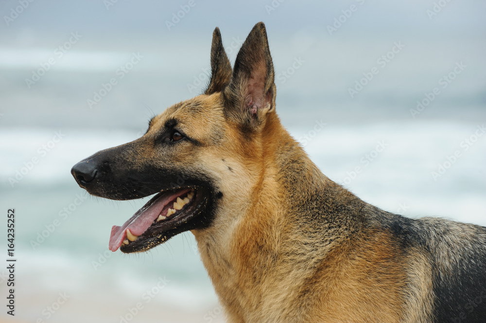 German Shepherd dog head shot German Shepherd dog head shot