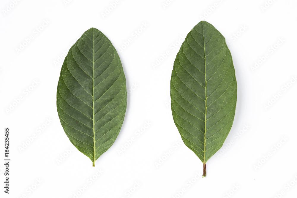 Fototapeta premium Fresh green guava leaf isolate on white background