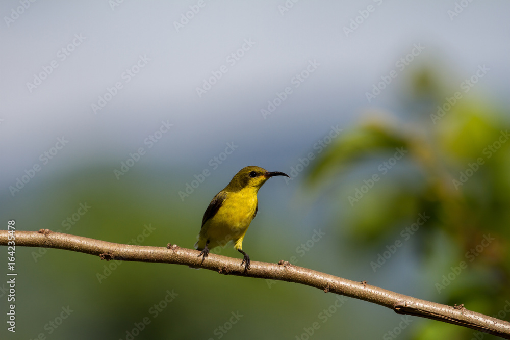 Olive-backed sunbird, Yellow-bellied sunbird Olive-backed sunbird, Yellow-bellied sunbird