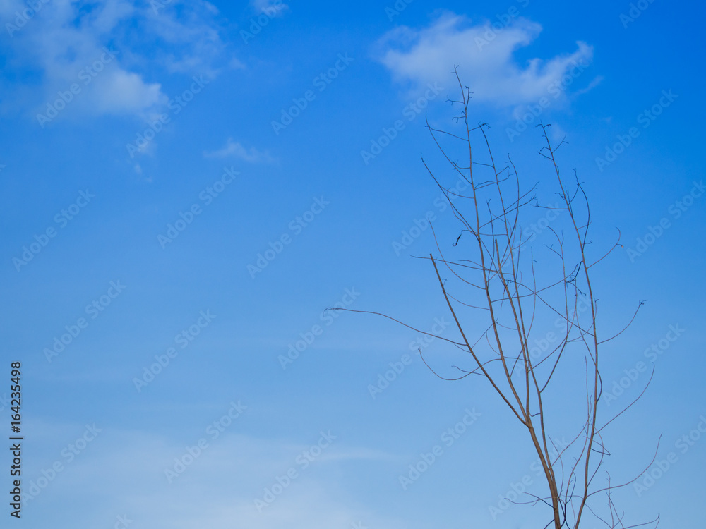 Dry branches of tree against clear blue sky background. Dry branches of tree against clear blue sky background.