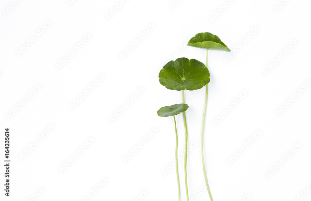 Fresh leaf with stem isolate on white background, natural concept