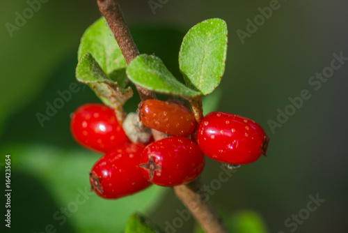 Soapberry (Shepherdia canadensis)  photo
