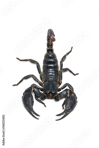Scorpion isolated on white background © nattawatstocker