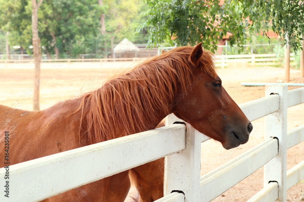 Fototapeta premium horse in the farm