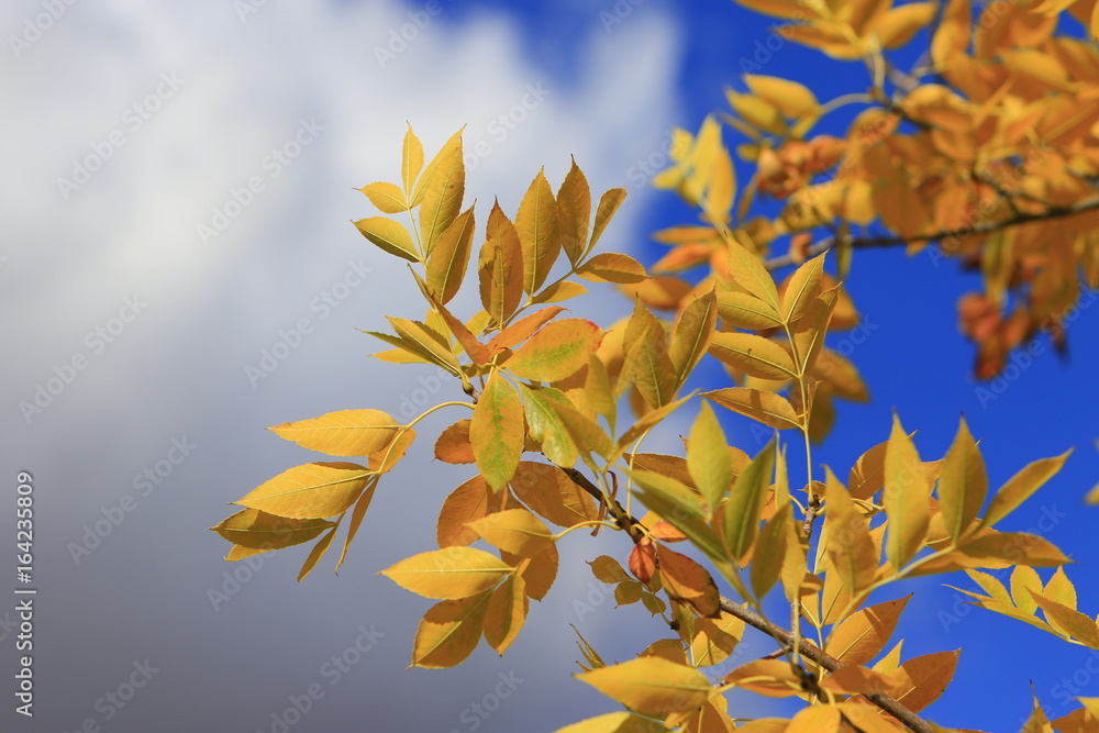 Fall colors Fall colors