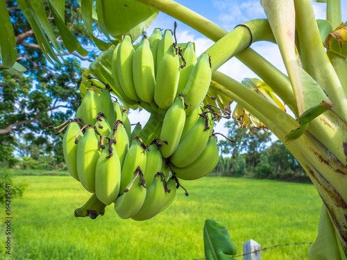 Green banana with blossom on banana tree around green field. photo