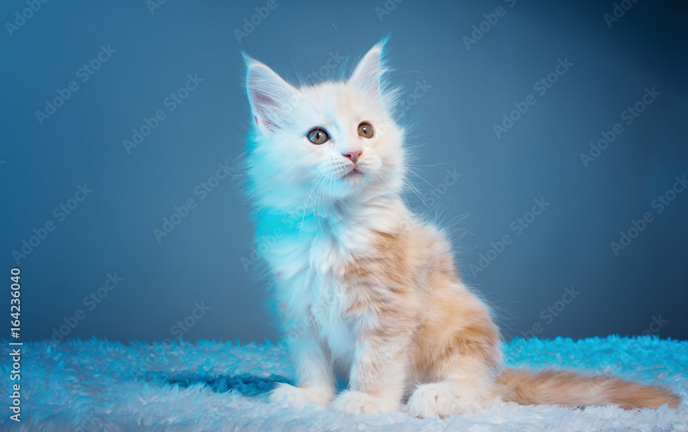 Obraz premium Beautiful stylish purebred maine coon cat. Animal portrait. Purebred cat is lying. Colorful decorations