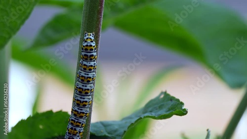 Mullein moths caterpiller (Cucullia verbasci) on a buddleia plant photo