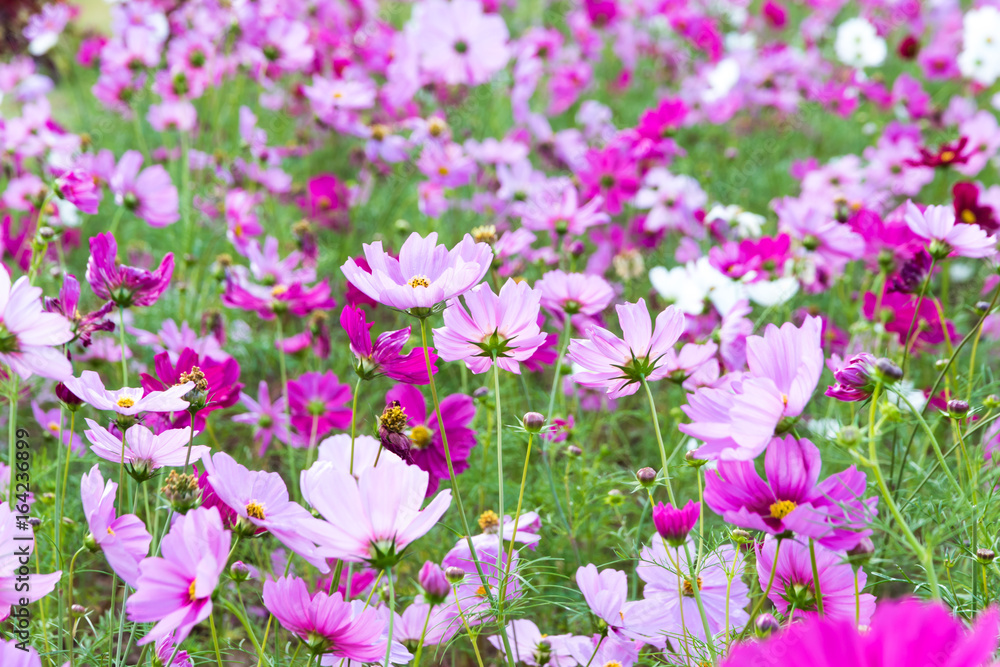 Pink and red cosmos flowers