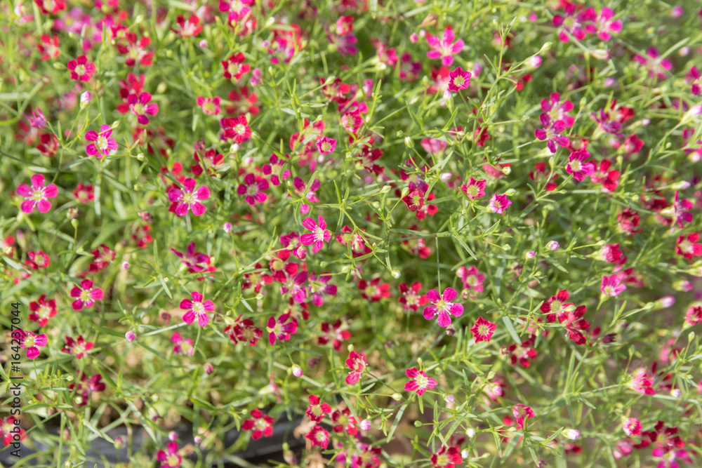 gypsophila red flowers