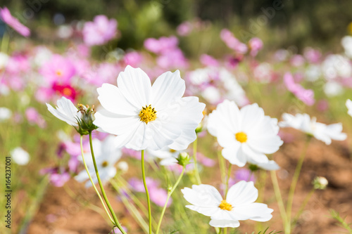 pink and white cosmos flowers