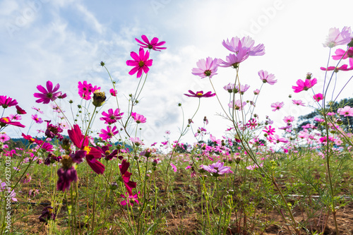 Pink and red cosmos flowers © prajit48