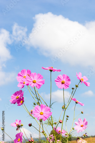 Pink and red cosmos flowers © prajit48