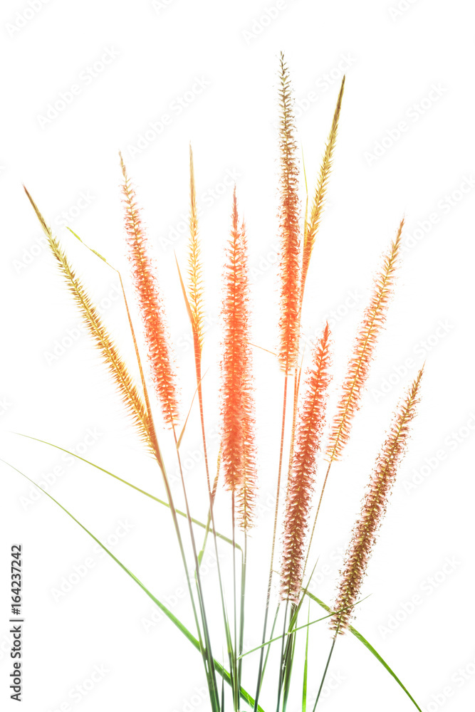 Grass flower Grass flower
