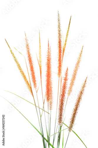 Grass flower