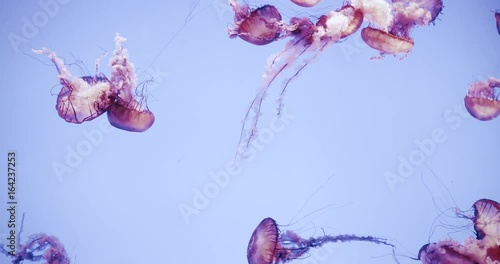 Wide angle view of a jellyfish swarm