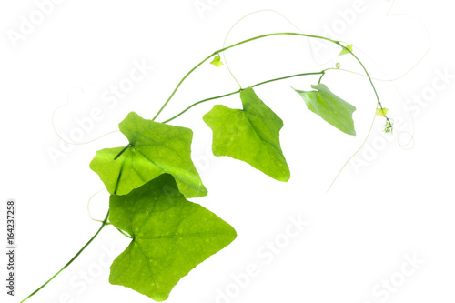 ivy gourd