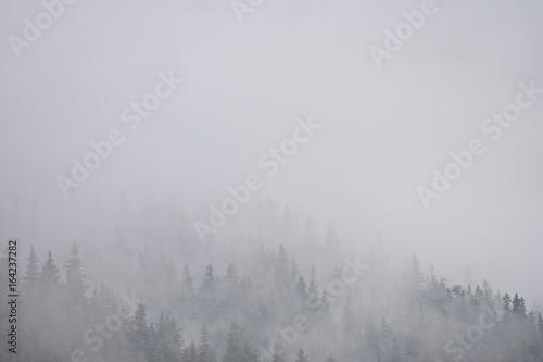 Mist covered coastal rain forest, Kenai Fjords, Alaska