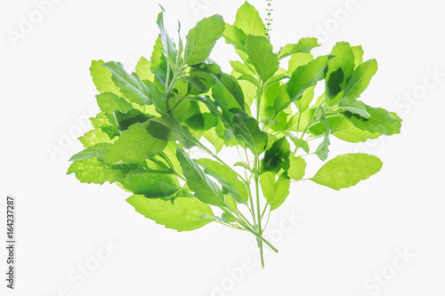 Holy basil, Sacred basil