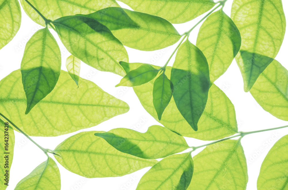 Closeup fresh green leaves isolated on white background Closeup fresh green leaves isolated on white background