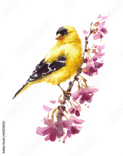 Photo Watercolor Bird American Goldfinch Sitting on the Flower Branch Hand Painted Flo
