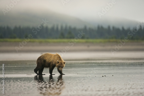 Grizzly Bear (Ursus arctos horribilis) looking for clams on a beach at low tide, Lake Clark NP, Cook Inlet, Alaska © Enrique