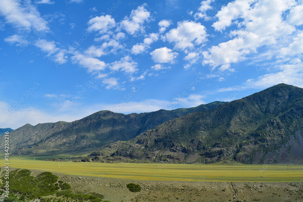 Obraz premium Hills of Altai mountains on a blue sky with white clouds and yellow meadow background. Altay Republic, Siberia, Russia.