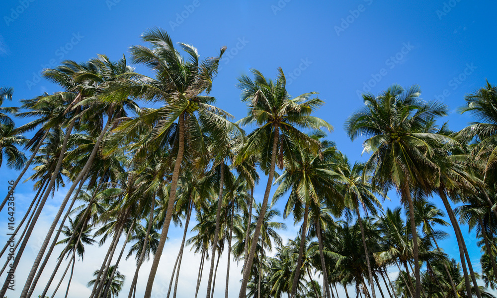 Grove of coconut trees in southern Vietnam