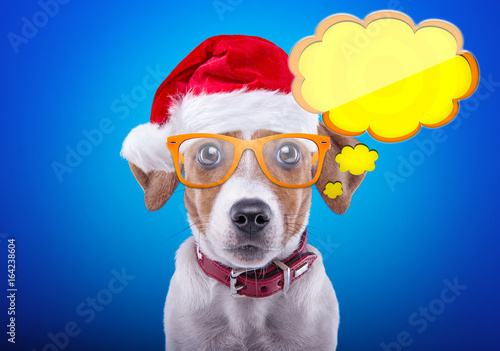 Smart dog in a Christmas costume. Dressed as Santa Claus. New Year's holidays © Cressida studio