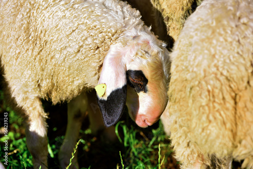 The sheep with the glasses of the villnosser (funes) brillenschaf is an extinct  photo