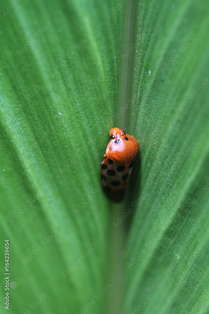 Fototapeta premium A beetle in Thailand crawling up a leaf