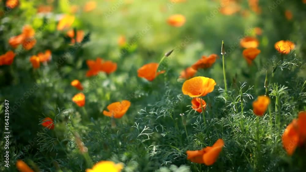 Poppies field Poppies field