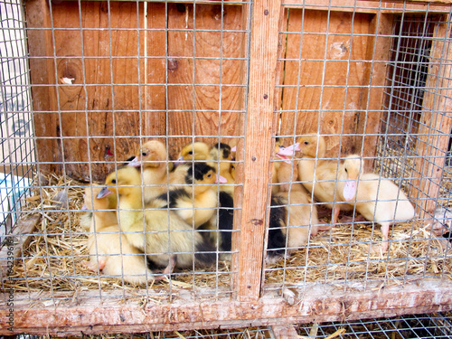Ducklings in a cage