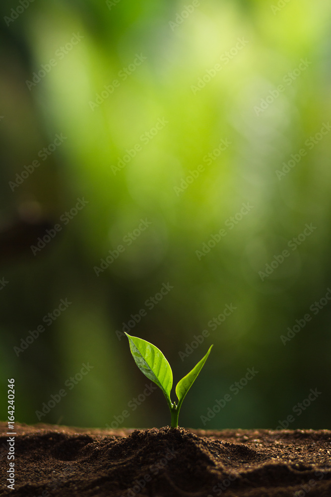 Obraz premium Zasadź drzewo w naturze, drzewo kawowe, świeże