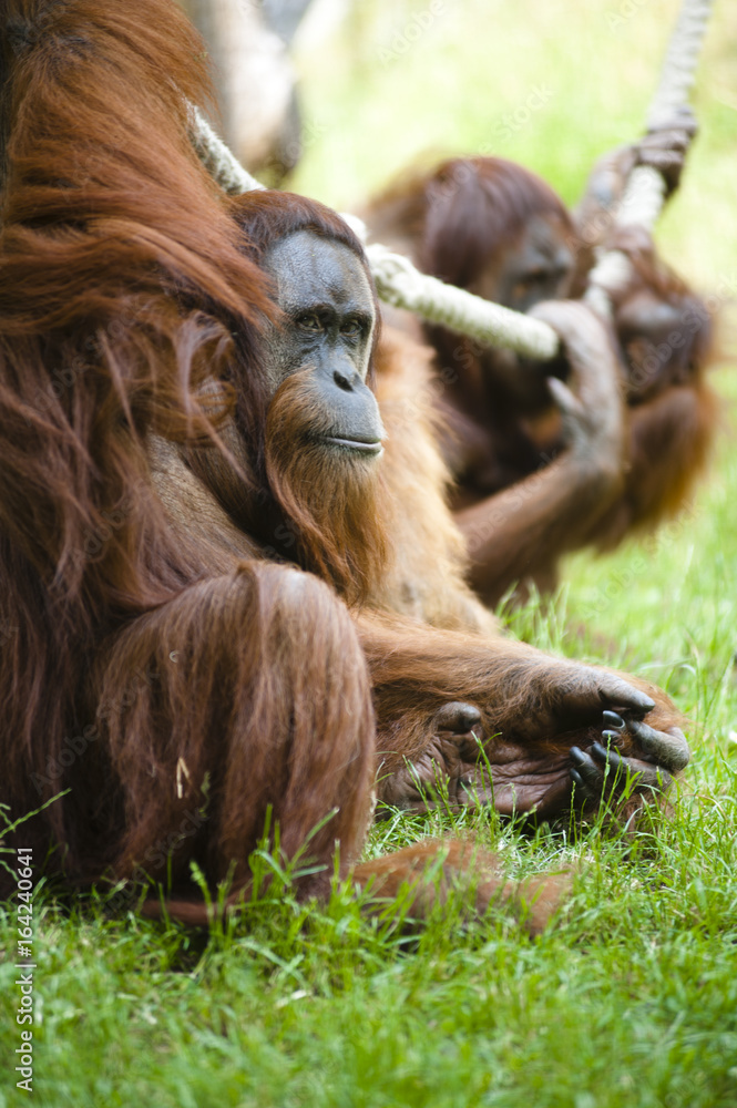 Naklejka premium orangutan