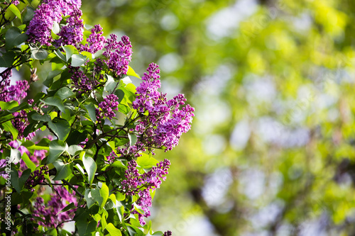 Beautiful lilac flowers in the nature
