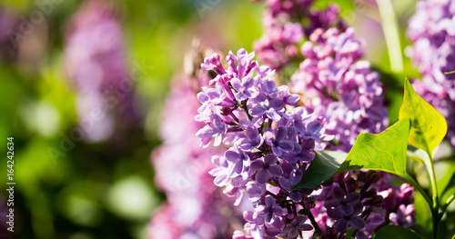 Beautiful lilac flowers in the nature
