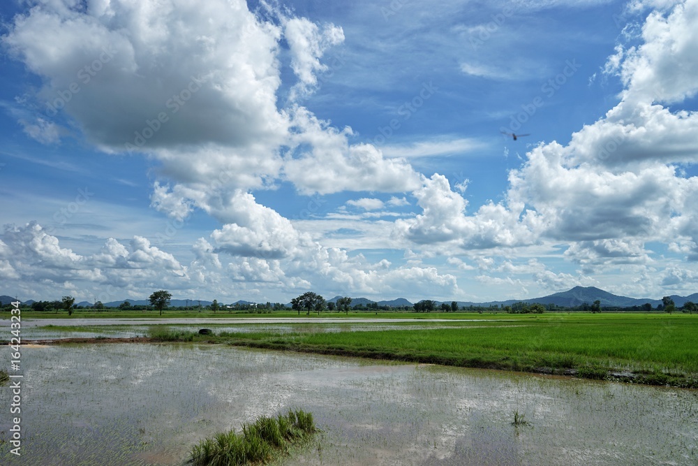 Rice farming is a profession of Thai farmers. And Asian population