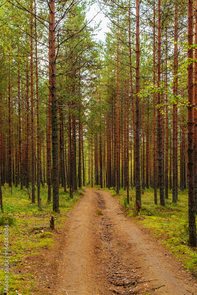 Obraz premium dirt road in a pine forest