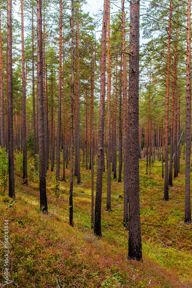 Obraz premium pine forest in early autumn