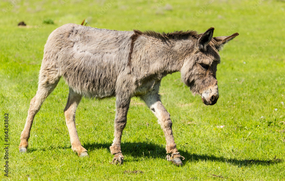 A donkey grazes pasture in a field with grass A donkey grazes pasture in a field with grass